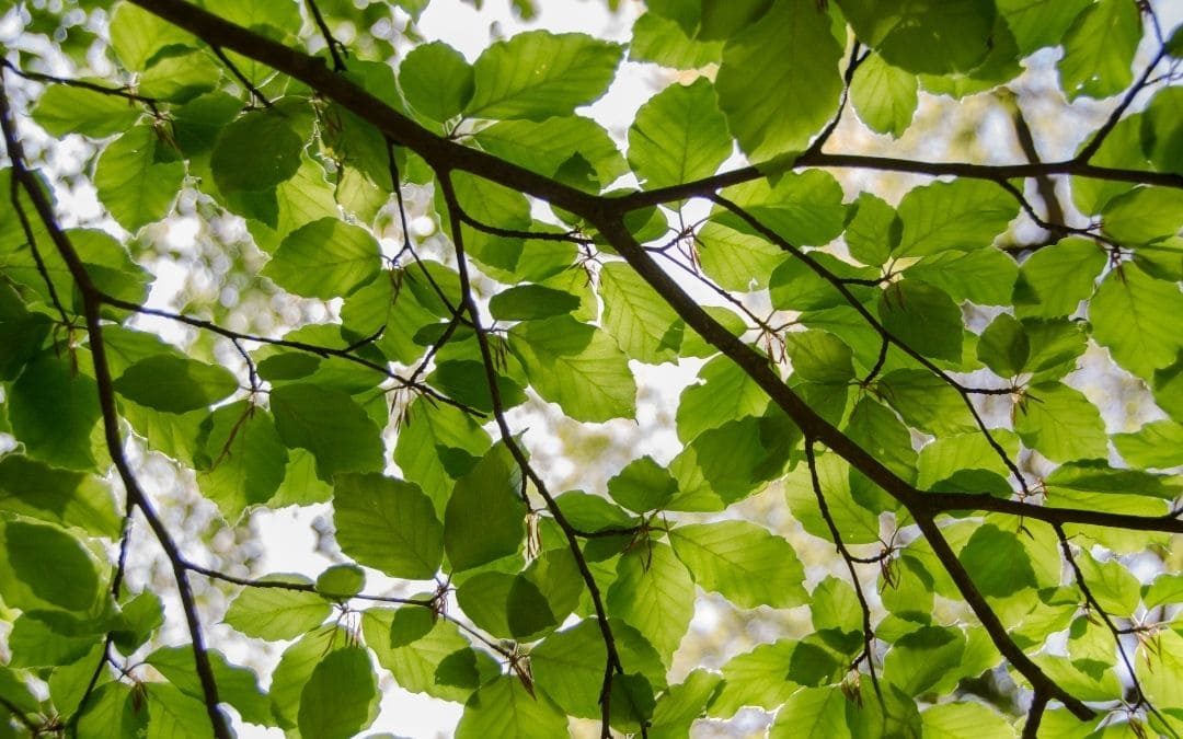 Por qué los árboles de caduca sueltan sus hojas? Entérate aquí