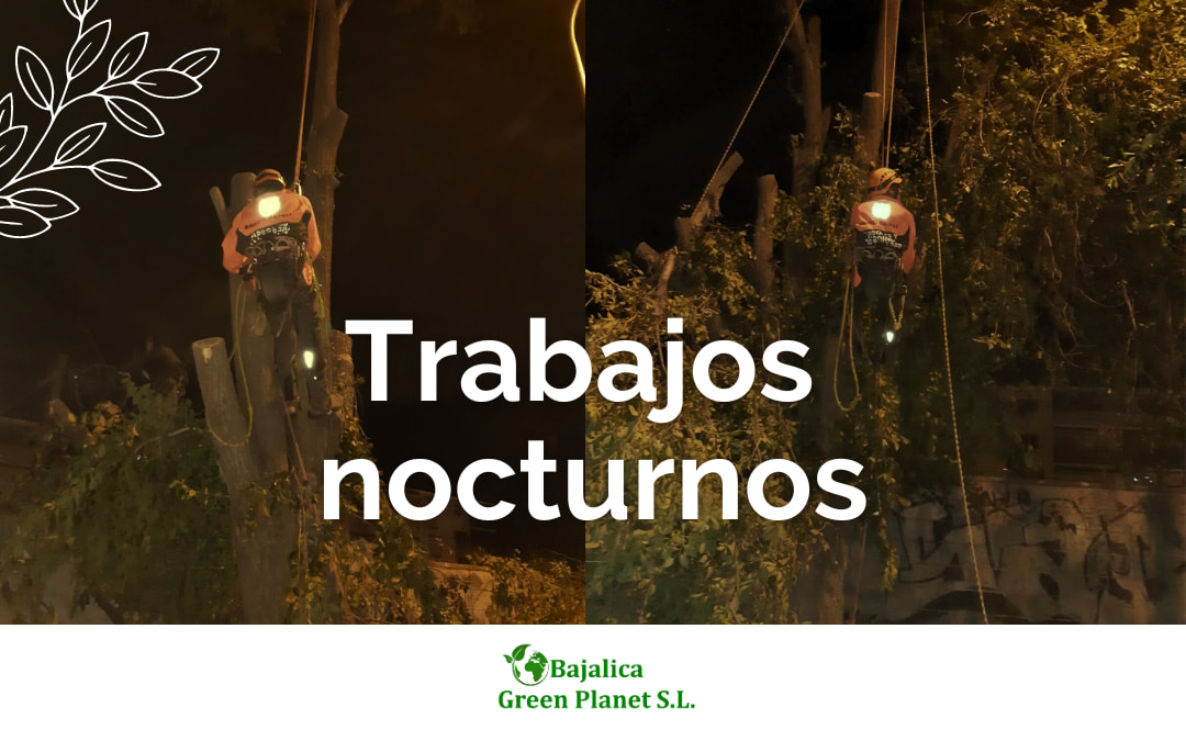 jardineria-nocturna-trabajos-nocturnos