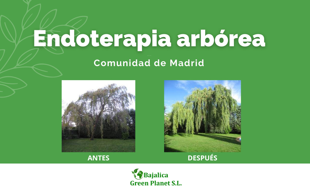 endoterapia-arborea-comunidad-de-madrid