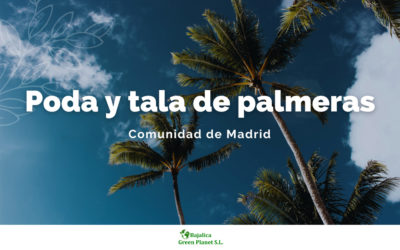 Poda de palmeras en Madrid