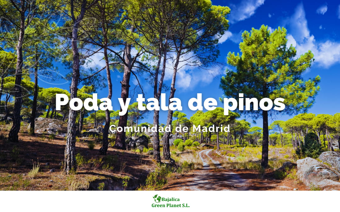 poda-pinos-madrid-tala-pinos